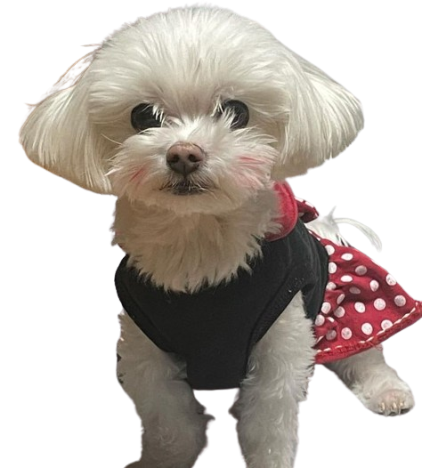 pooku